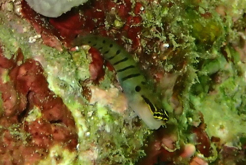 Randall's blenny (Ecsenius randalli) — Blenniidae — 5