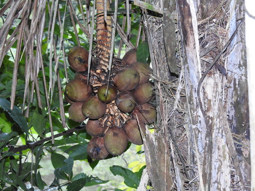 Attalea tessmannii