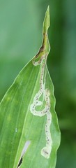 Liriomyza huidobrensis