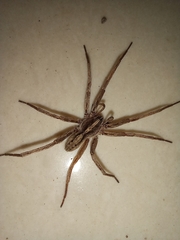 Centroctenus brevipes