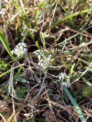 Limnosciadium pumilum