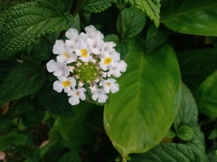 Lantana undulata