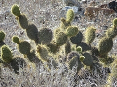 Opuntia pycnantha
