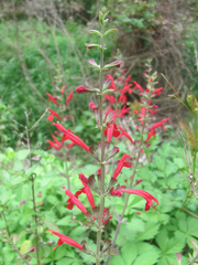Salvia roemeriana
