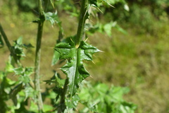 Cirsium mexicanum