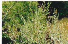 Spiraea hypericifolia obovata