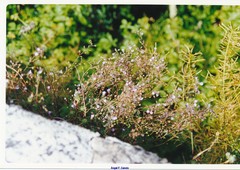 Chaenorhinum origanifolium