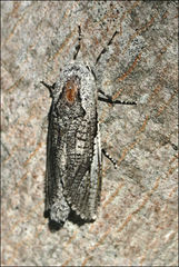 Endoxyla secta