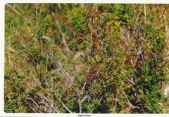 Spiraea hypericifolia obovata