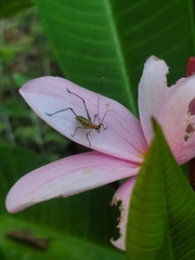 Scudderia