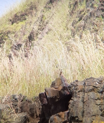 Anthus similis bannermani