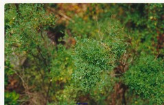 Coronilla valentina glauca