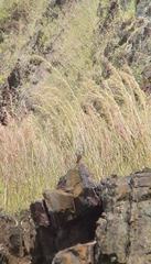 Anthus similis bannermani