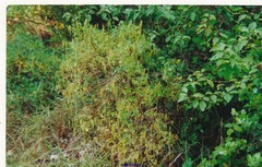 Coronilla valentina glauca
