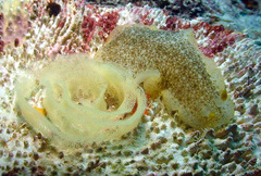 Dendrodoris elongata