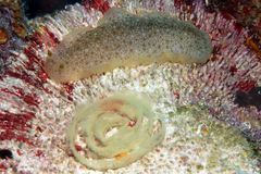 Dendrodoris elongata