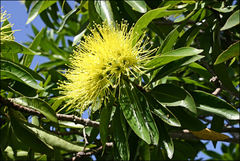 Xanthostemon chrysanthus
