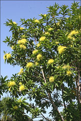 Xanthostemon chrysanthus