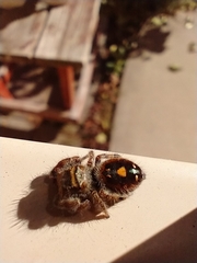 Phidippus audax