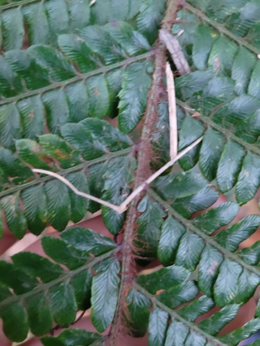 Image of Polystichum polyblepharon by (c) Daniel Washburn, some rights reserved (CC BY)