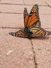 Danaus plexippus