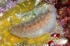Dendrodoris elongata