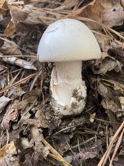 Amanita murrilliana