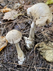 Amanita murrilliana