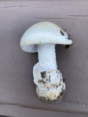 Amanita murrilliana
