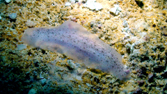 Dendrodoris elongata