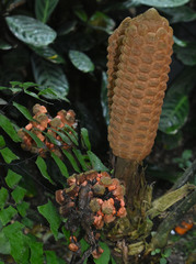 Zamia skinneri