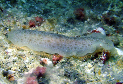 Dendrodoris elongata