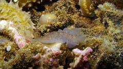 Dendrodoris elongata
