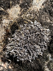 Cladonia symphycarpa