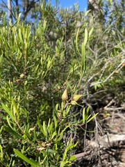 Crowea exalata magnifolia