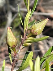 Crowea exalata magnifolia