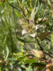 Crowea exalata magnifolia