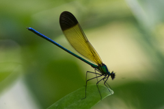 Calopteryx dimidiata