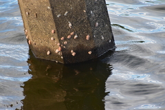 Pomacea catemacensis