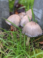 Coprinopsis atramentaria