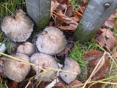 Coprinopsis atramentaria