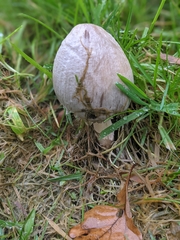 Coprinopsis atramentaria