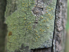 Lacrima aphanotripta