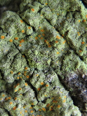 Lacrima aphanotripta