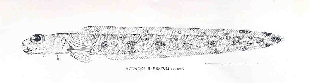 Lyconema