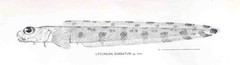 Bearded Eelpout photo 2