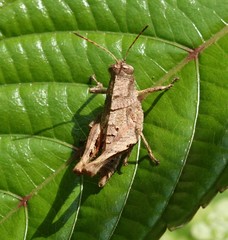 Parepistaurus comoroensis