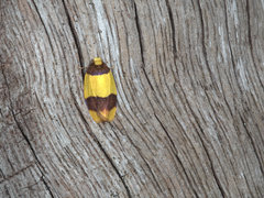 Heterallactis euchrysa