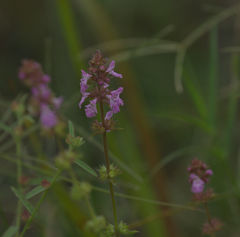 Stachys drummondii
