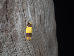 Heterallactis euchrysa
